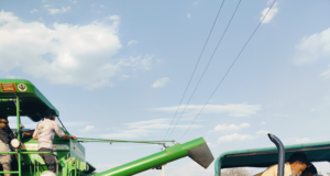 सरकारी भूमि में वोई गई फसल जब्त बिक्री राजस्व में जमा कराई गई