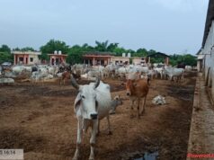 अधिशाषी अधिकारी ने कान्हा गौशाला का औचक निरीक्षण कर परखी व्यवस्थाएं