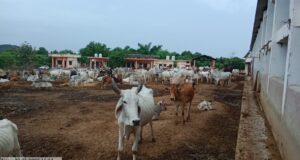 अधिशाषी अधिकारी ने कान्हा गौशाला का औचक निरीक्षण कर परखी व्यवस्थाएं