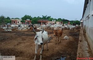 अधिशाषी अधिकारी ने कान्हा गौशाला का औचक निरीक्षण कर परखी व्यवस्थाएं