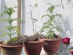 नर्सरी में आठ फीट लंबा अजनर निकलने से मचा हड़कम्प