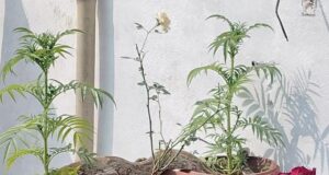 नर्सरी में आठ फीट लंबा अजनर निकलने से मचा हड़कम्प