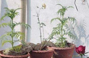 नर्सरी में आठ फीट लंबा अजनर निकलने से मचा हड़कम्प