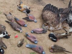 संदिग्ध परिस्तिथियों में खेतों में पड़े मिले दर्जनों पक्षी