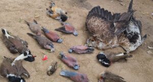 संदिग्ध परिस्तिथियों में खेतों में पड़े मिले दर्जनों पक्षी