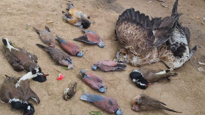 संदिग्ध परिस्तिथियों में खेतों में पड़े मिले दर्जनों पक्षी